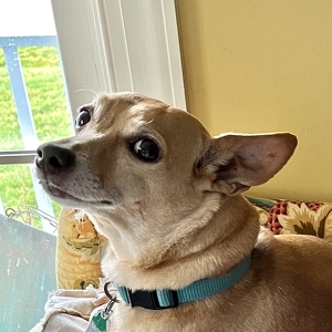 Fundraising Page: Anne Wingfield